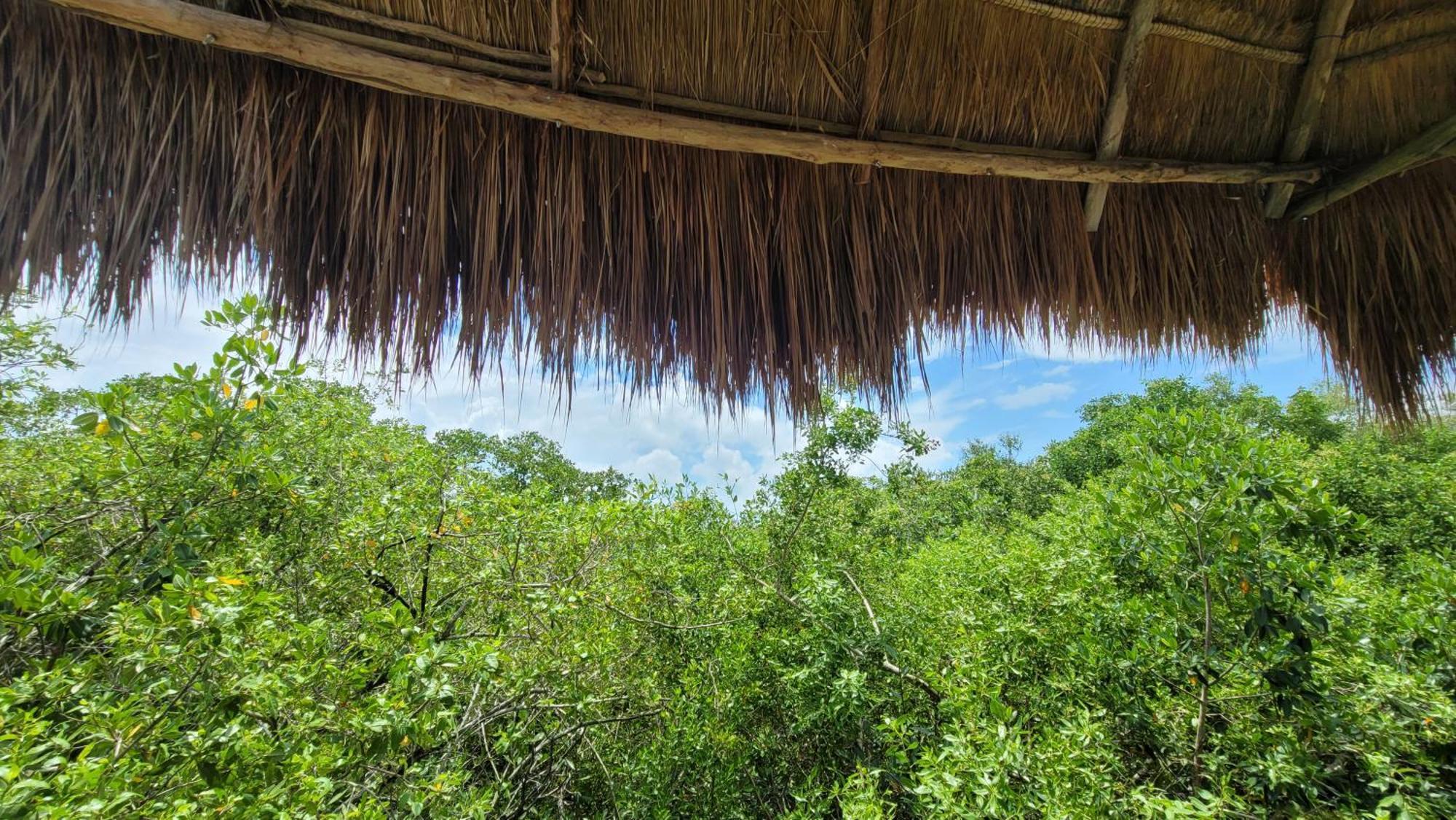Hotel Cormoran Tulum & Cenote المظهر الخارجي الصورة